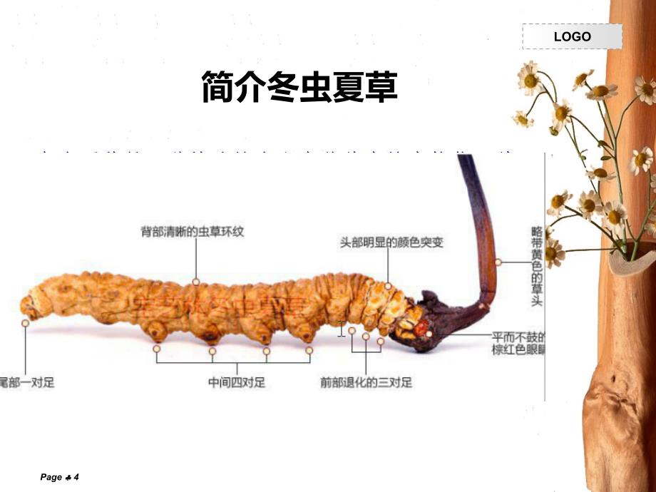 神秘的藏药——冬虫夏草_第4页