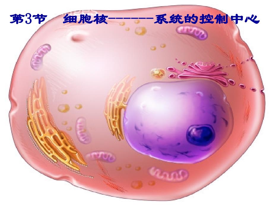 细胞核——系统的控制中心修改_第1页