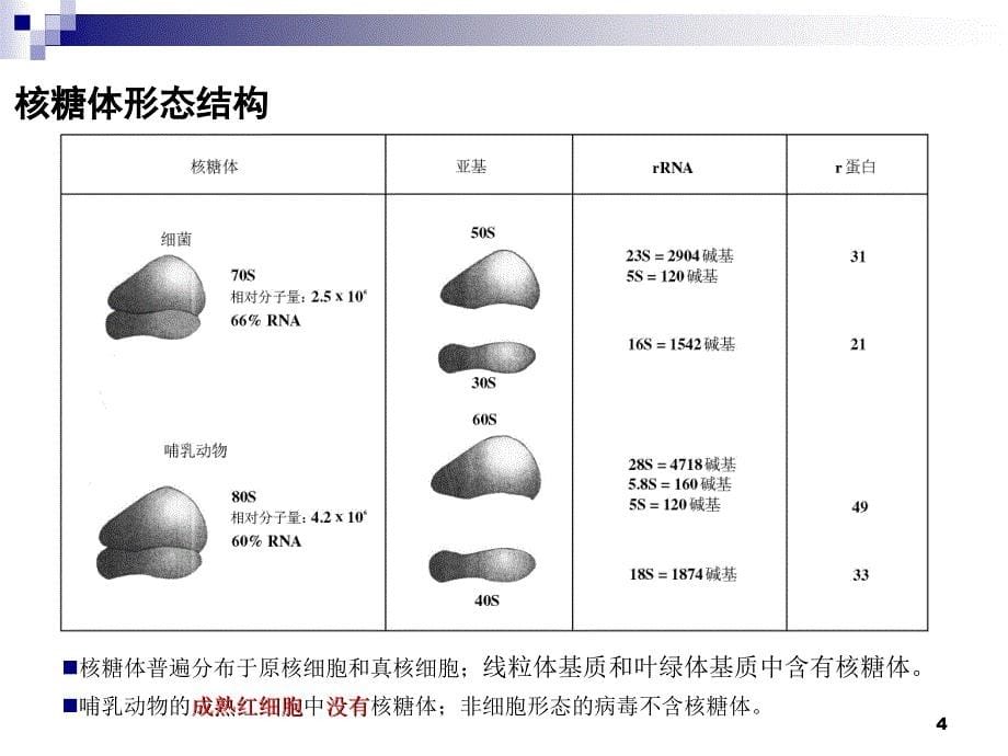 核糖体、线粒体_第5页