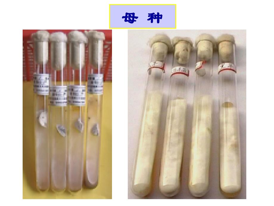 马铃薯葡萄糖琼脂(pda)培养基配制_第4页