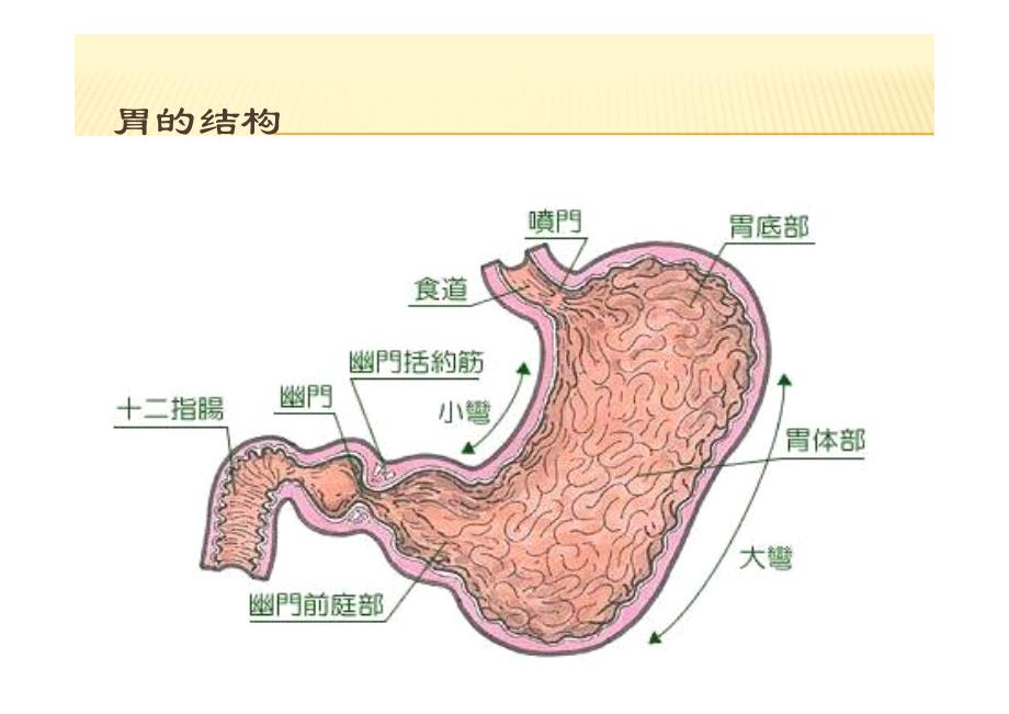 家庭常见疾病之胃病_第3页