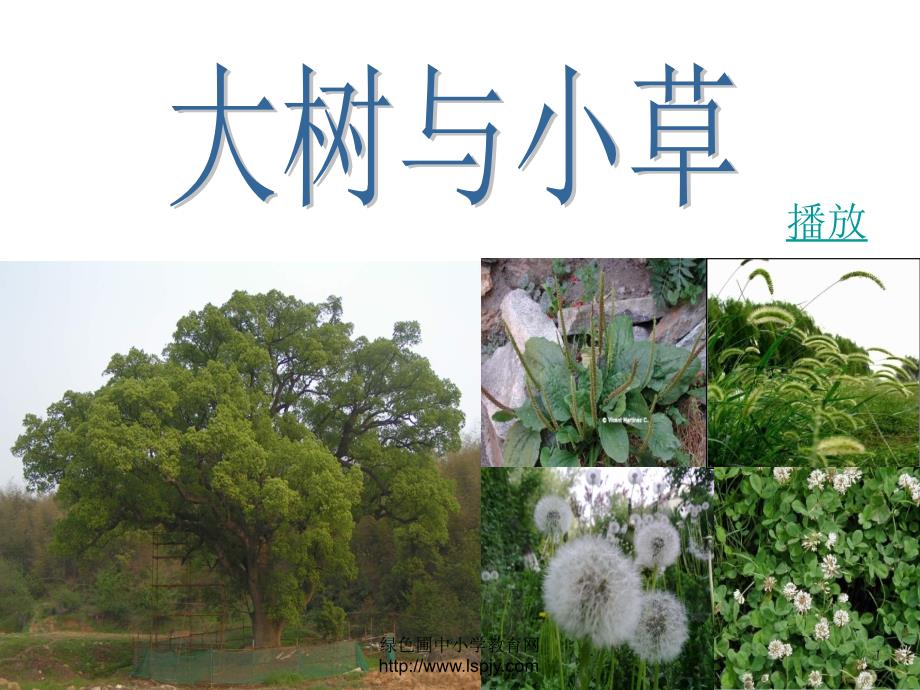 小学教科版科学三年级上大树和小草课件_第1页