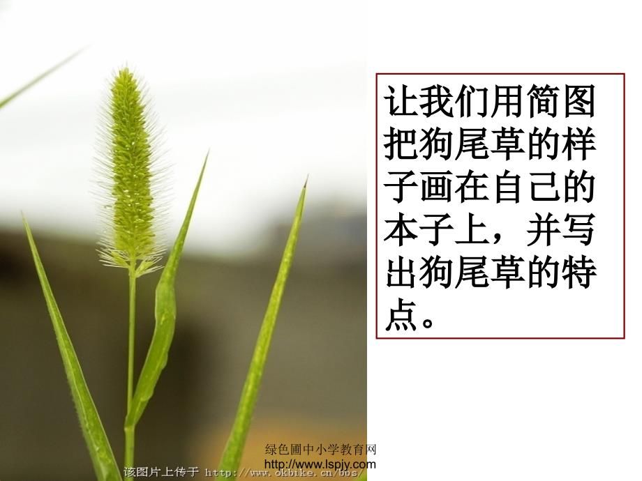 小学教科版科学三年级上大树和小草课件_第3页