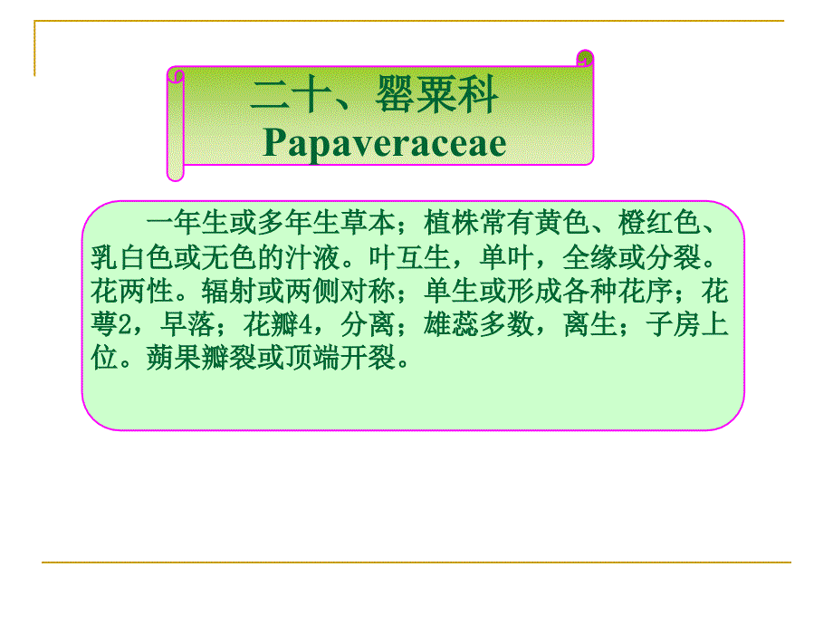 罂粟科 papaveraceae_第1页