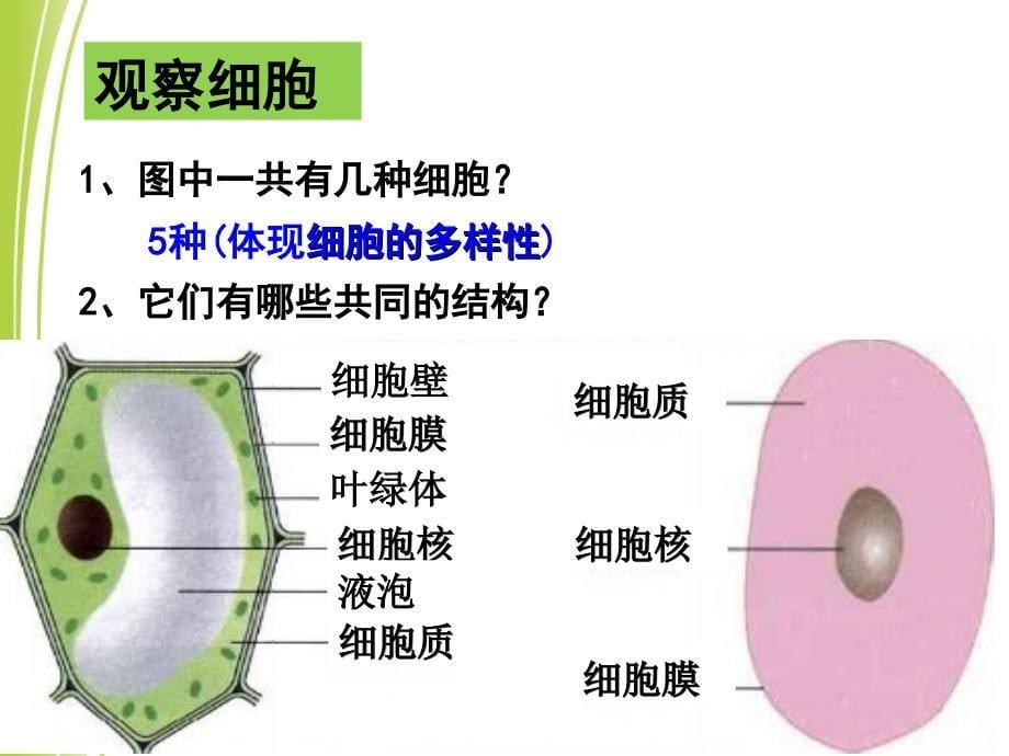 人教版高中生物必修1专题一第2节　细胞的多样性和统一性(共22张)_第5页