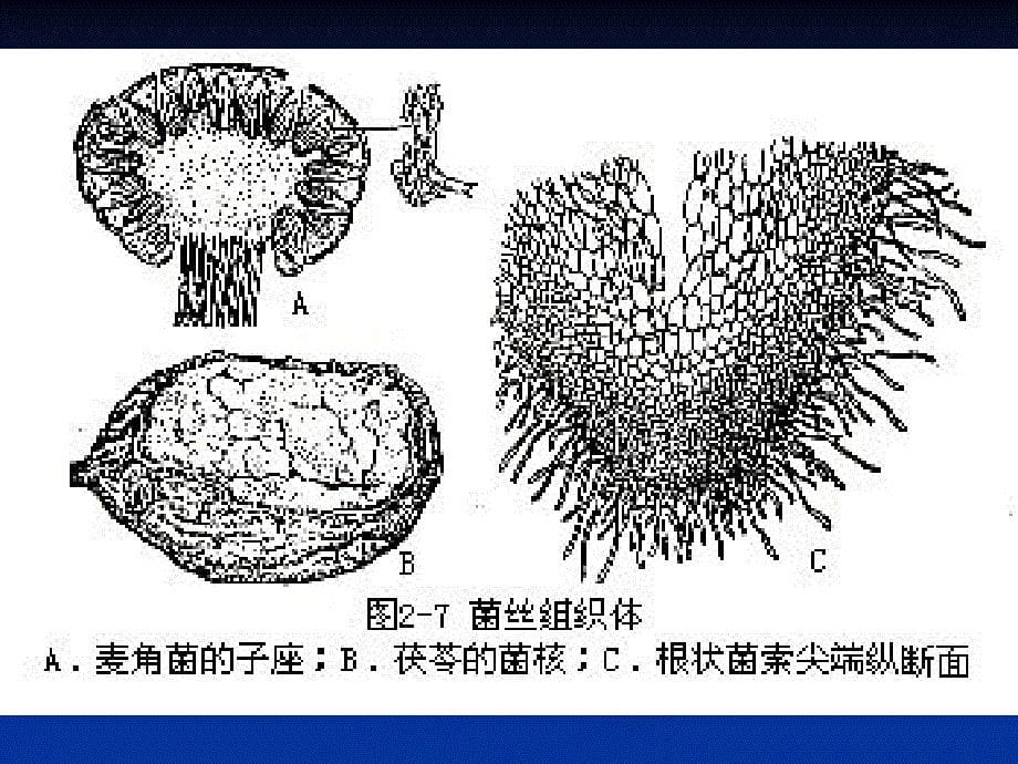 植物学第二章菌类_第5页