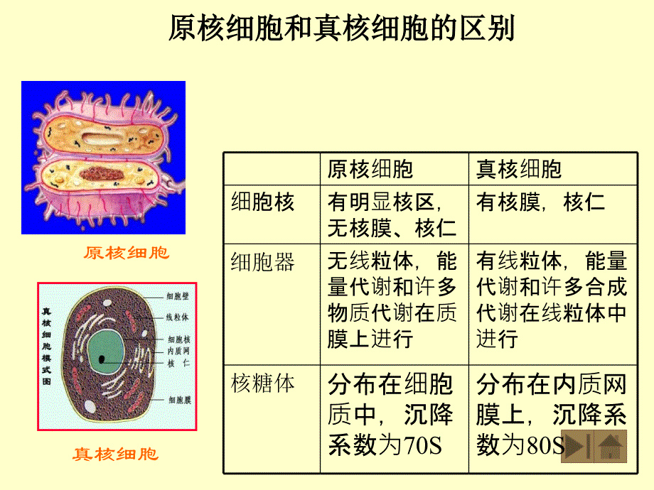 周德庆  精品微生物课件    2_第2页