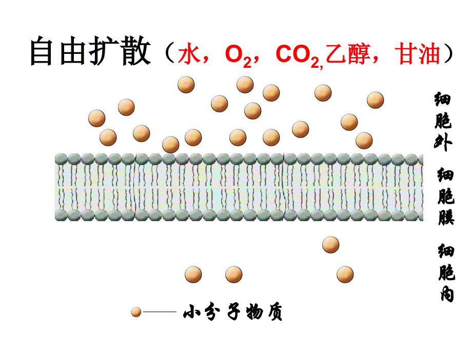 物质的跨膜运输_第3页