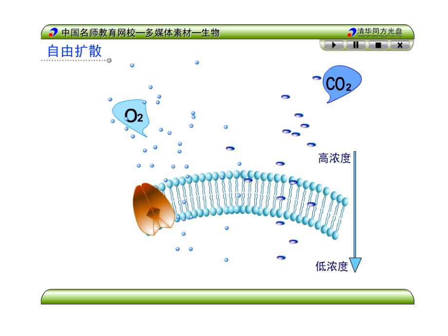 物质的跨膜运输_第4页