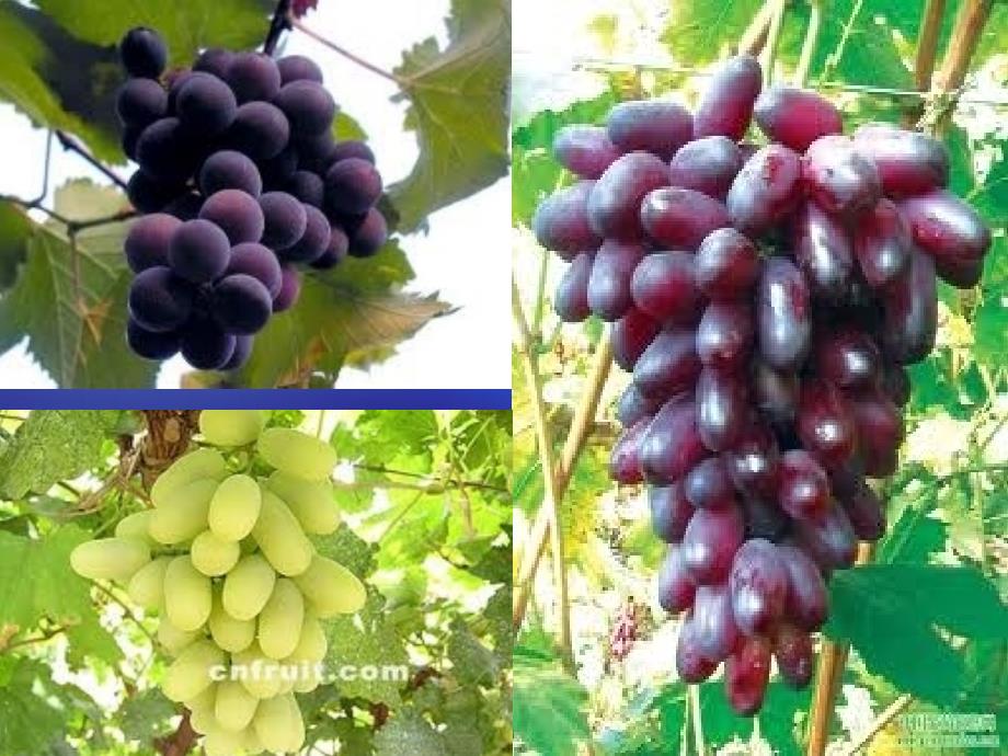 葡萄栽培中植物激素的运用_第2页