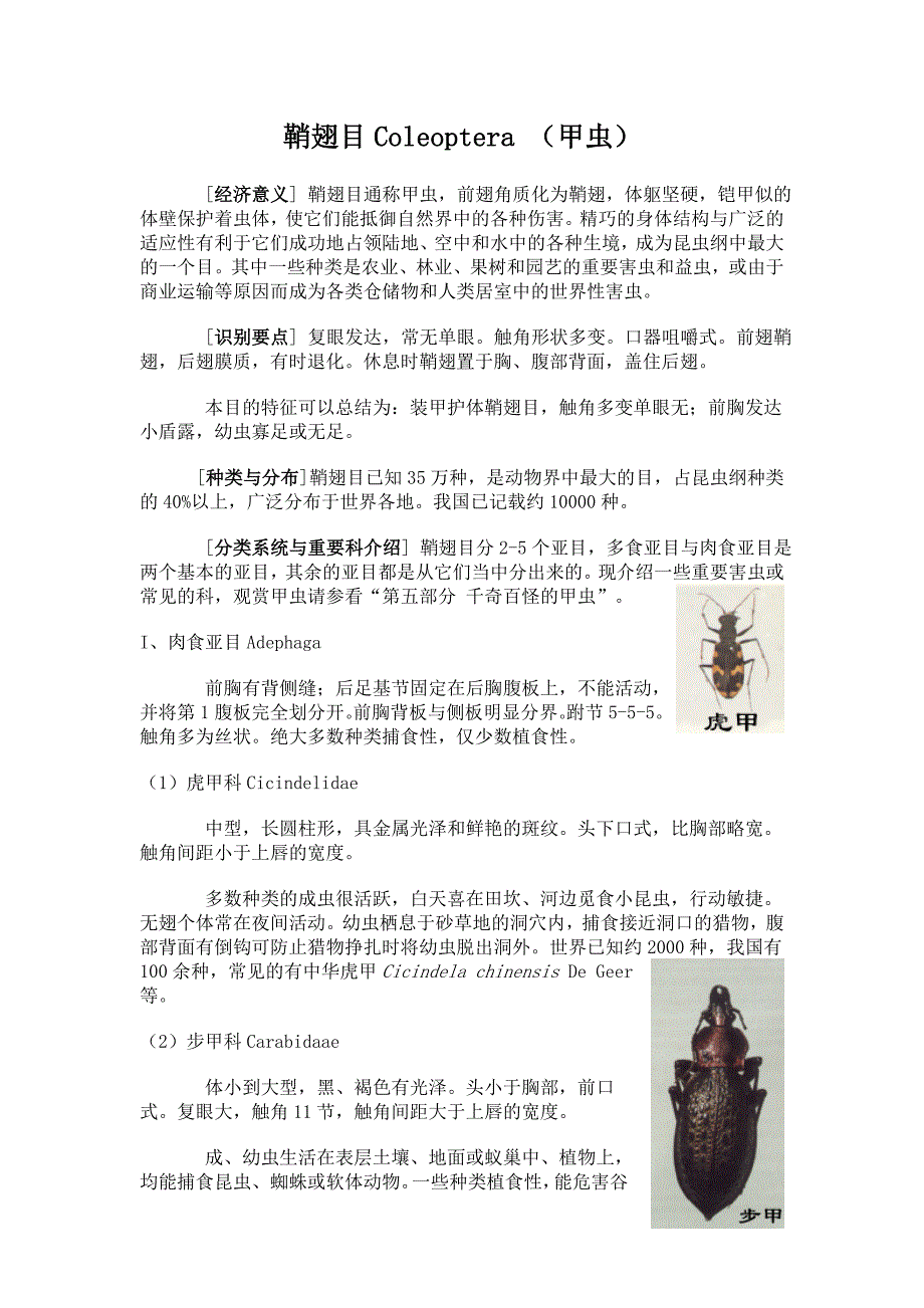 鞘翅目coleoptera (甲虫)_第1页