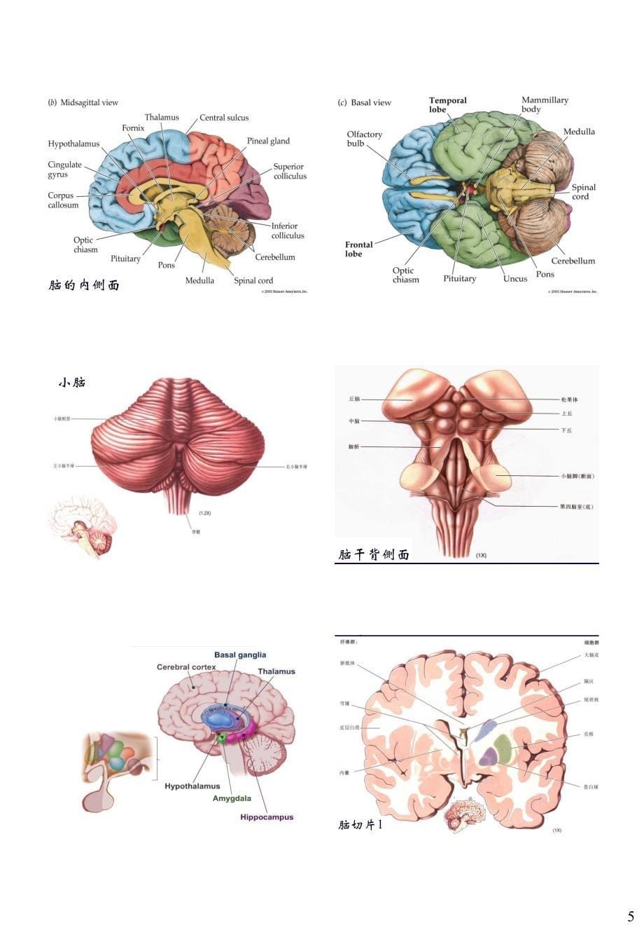 神经解剖与功能概论_第5页