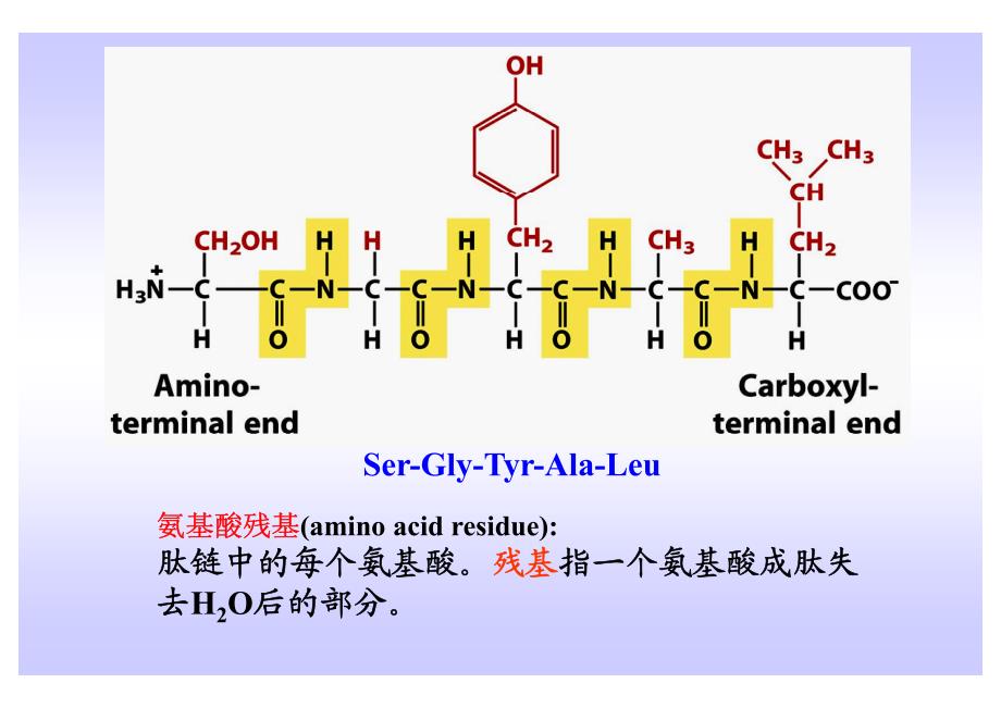 蛋白质-1 [兼容模式]_第4页