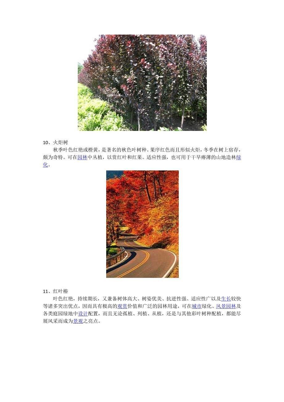 北京地区彩叶植物_第5页