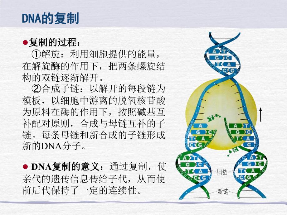 DNA的复制、转录、翻译_第4页