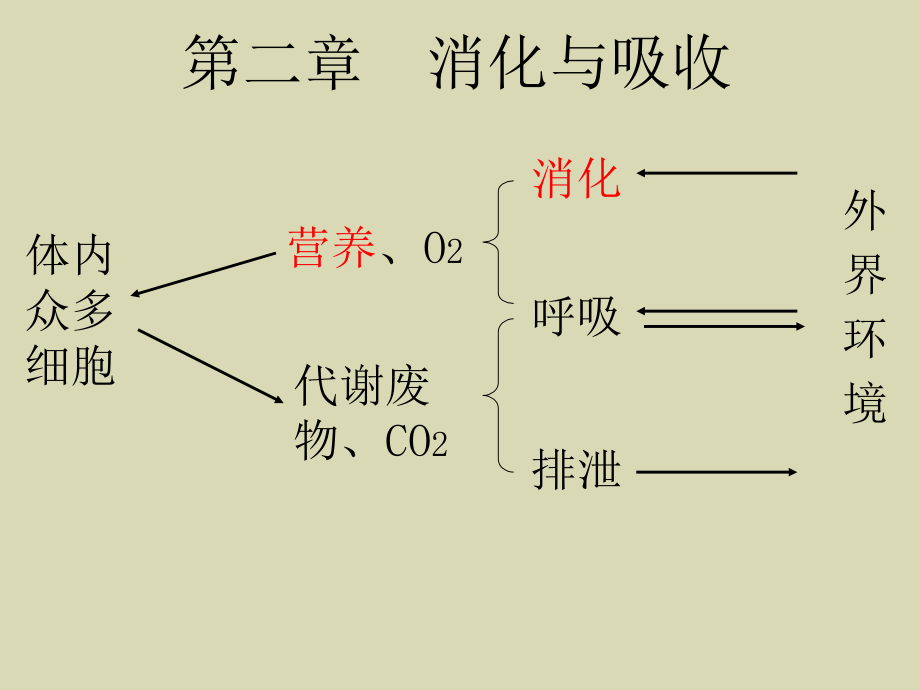 《动物生理学》第二章、消化与吸收 课件_第1页