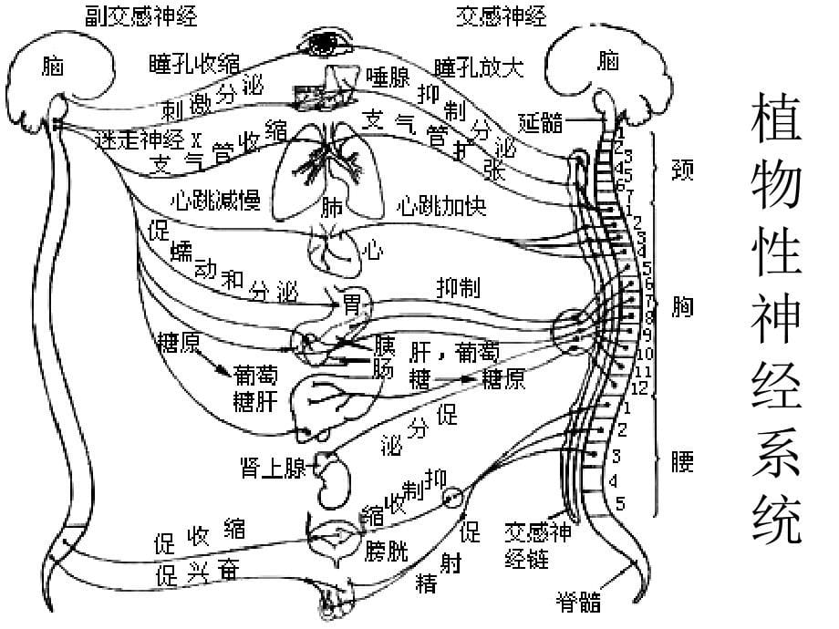 《动物生理学》第二章、消化与吸收 课件_第5页