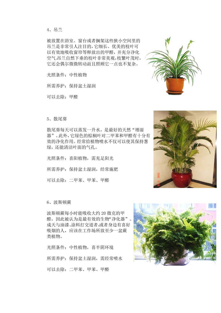 装修后最吸味植物_第2页