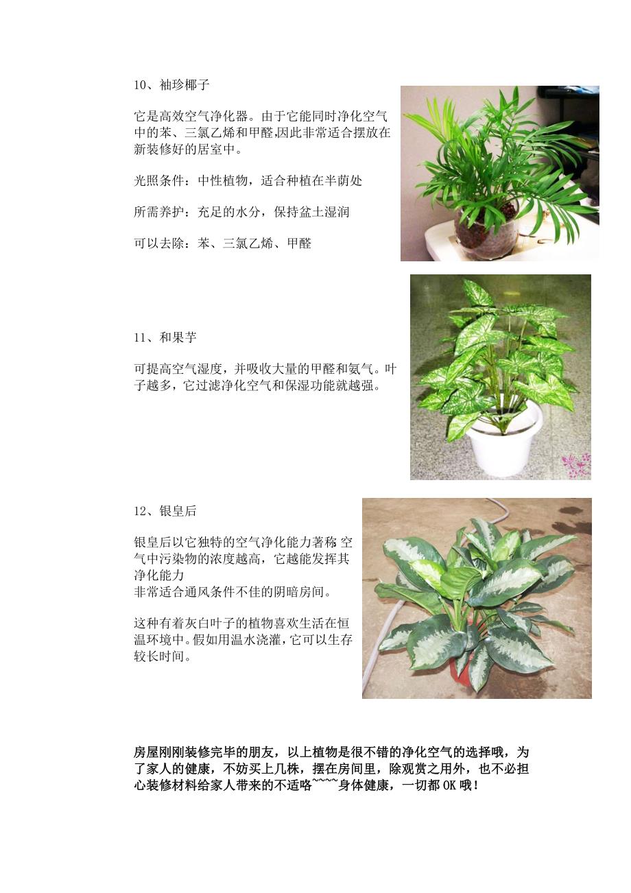 装修后最吸味植物_第4页