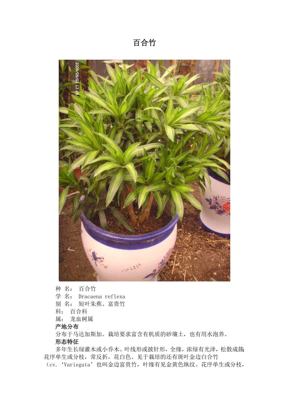 百合竹与红豆杉_第1页