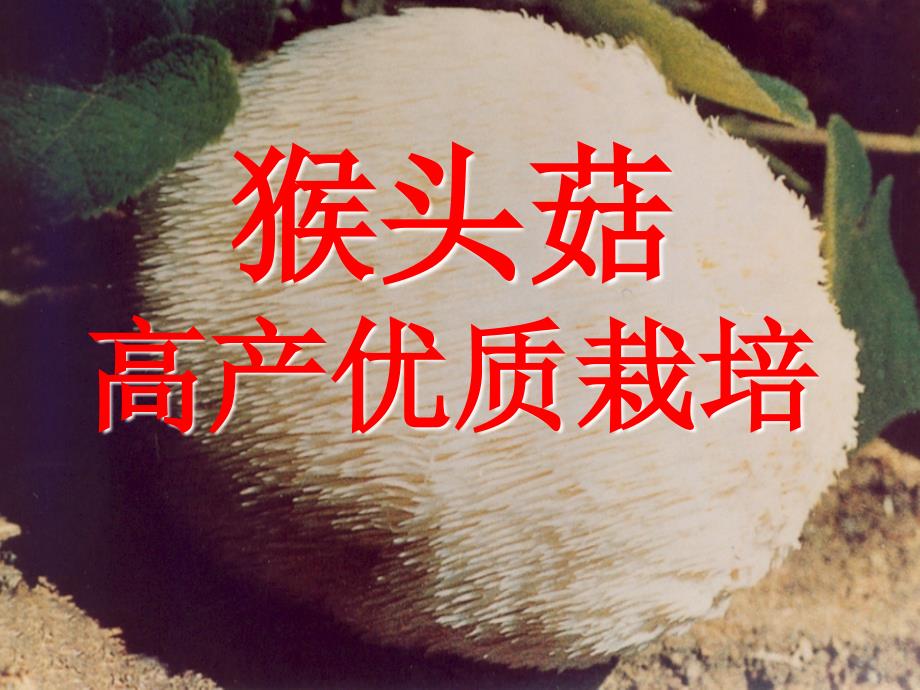 猴头菇高产优质栽培_第1页