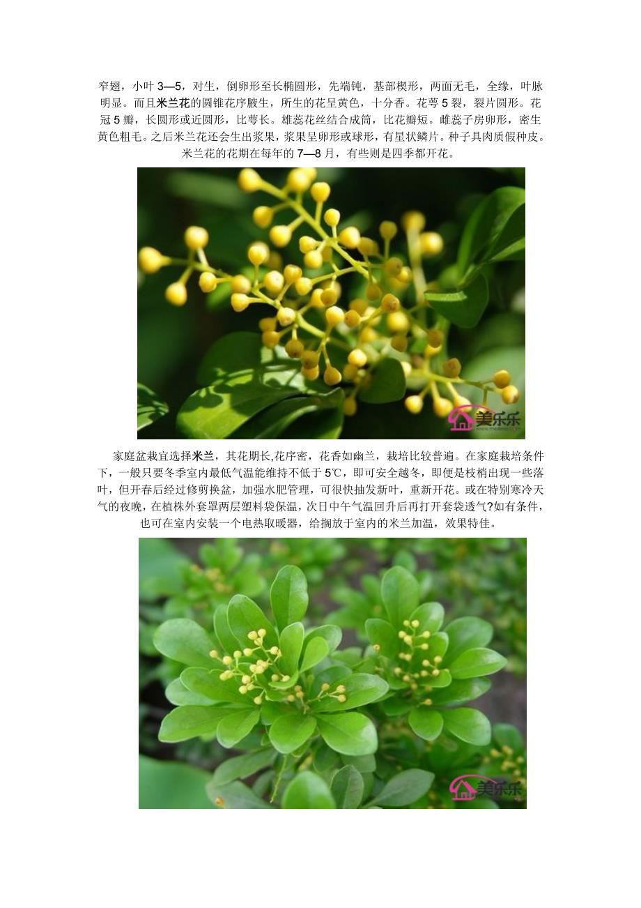 米兰花的养殖方法_第2页