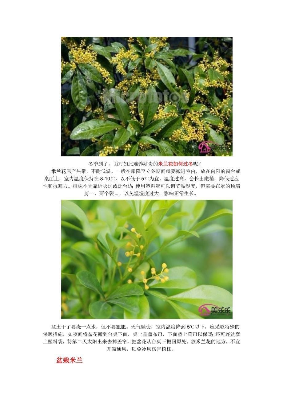 米兰花的养殖方法_第5页