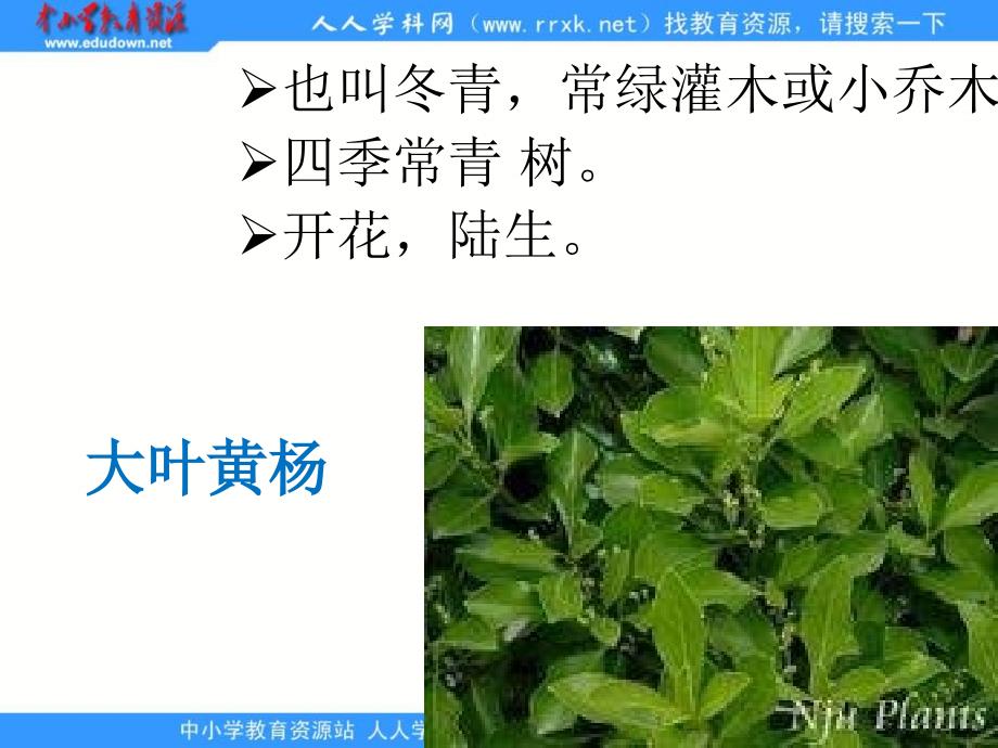 科学六上《多种多样的植物》ppt课件2_第3页