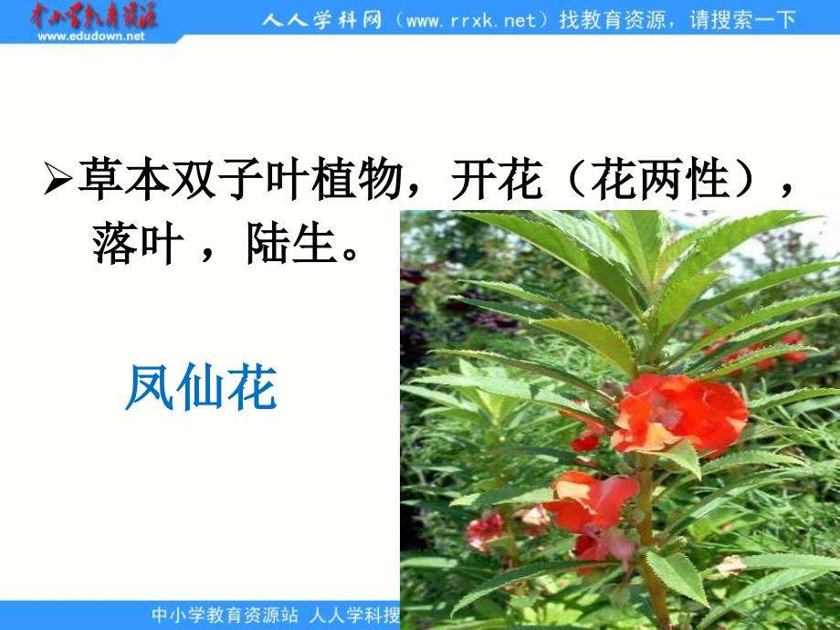 科学六上《多种多样的植物》ppt课件2_第4页