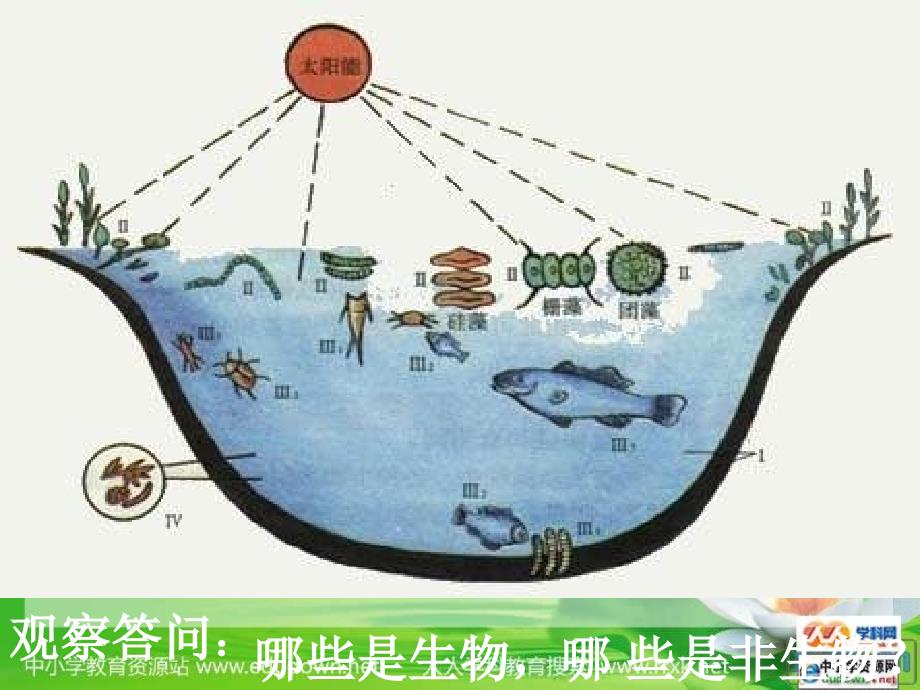 人教版生物七上第一节《 生物的特征》ppt课件_第4页