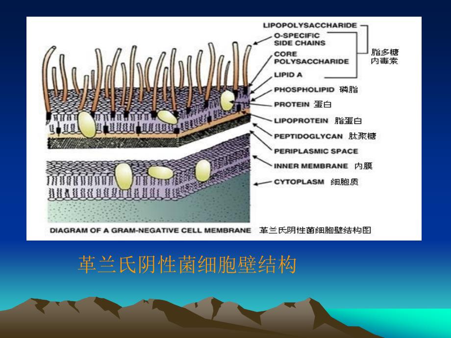 定量检查法标准操作规范2006.12.12_第4页