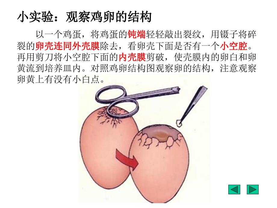 《鸟类的生殖和发育》_第4页