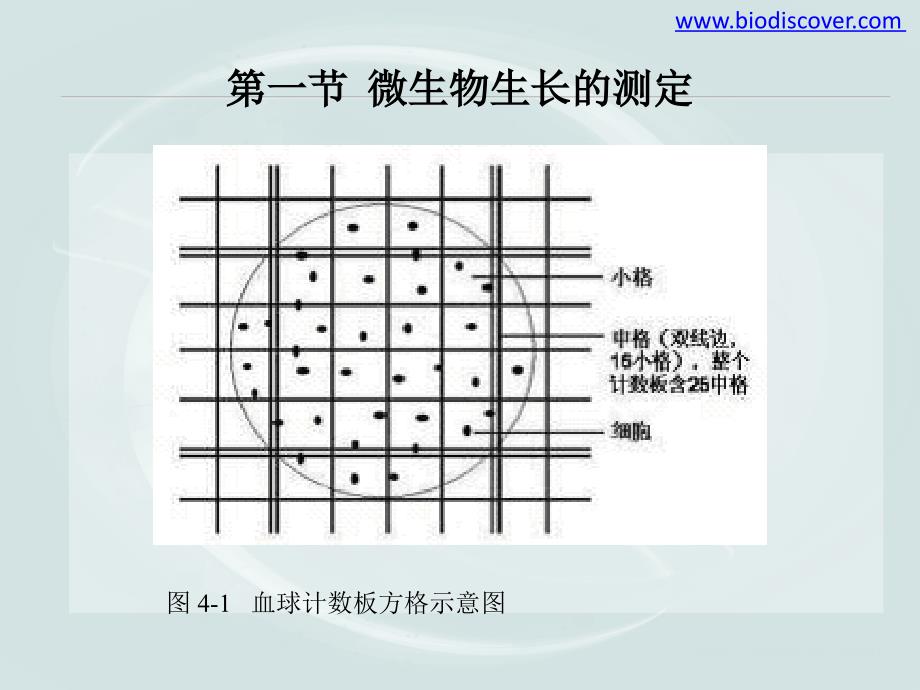 《工业微生物》课件 第四章_第4页