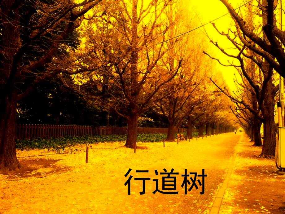 行道树  初中语文 教学课件 _第1页