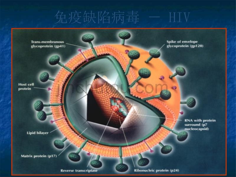 艾滋病HIV医学PPT_第5页