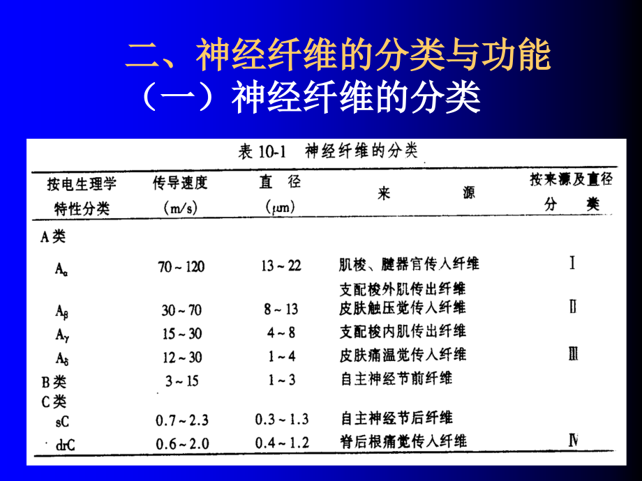 生理学课件10.神经系统的功能_第4页