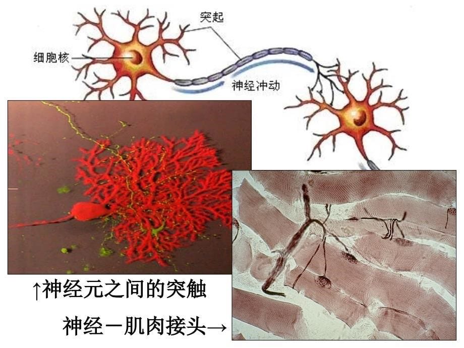 突触的信号传递_第5页