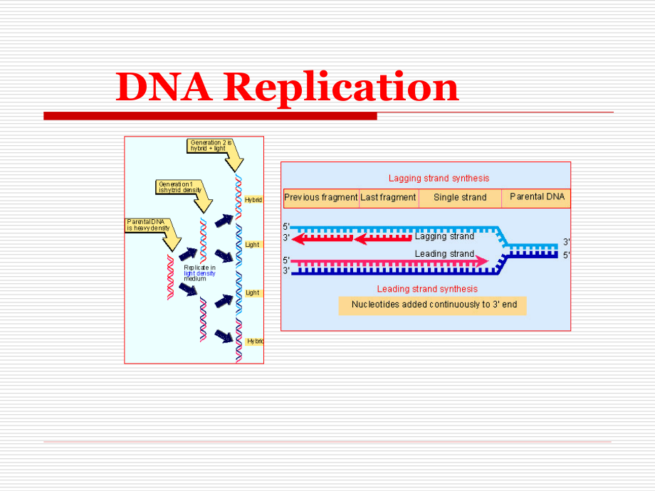生物化学课件 Section E（DNA复制）_第1页