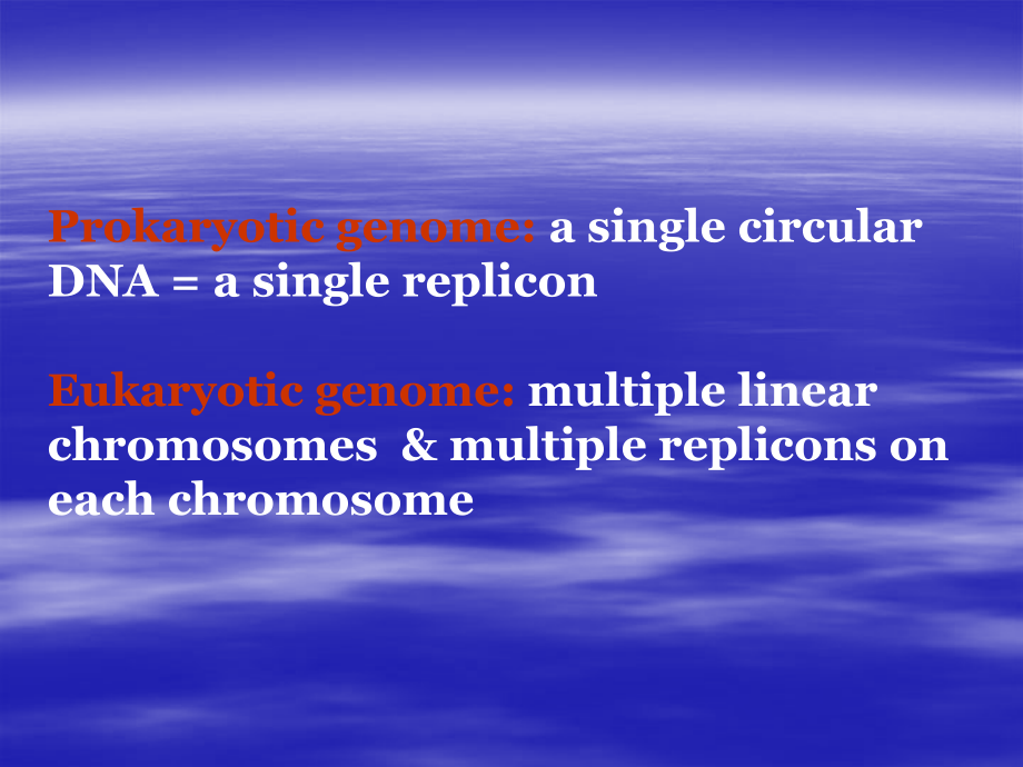 生物化学课件 Section E（DNA复制）_第4页