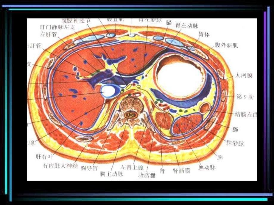 ct诊断学_余开湖_肾上腺ct_第5页