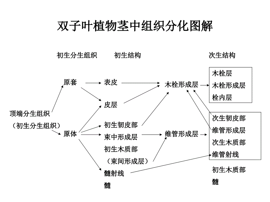 双子叶植物根中组织分化图解（p48）_第2页