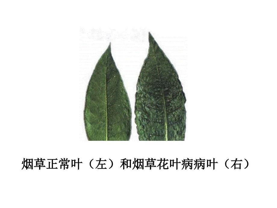 级生物没有细胞结构的微小生物病毒_第5页