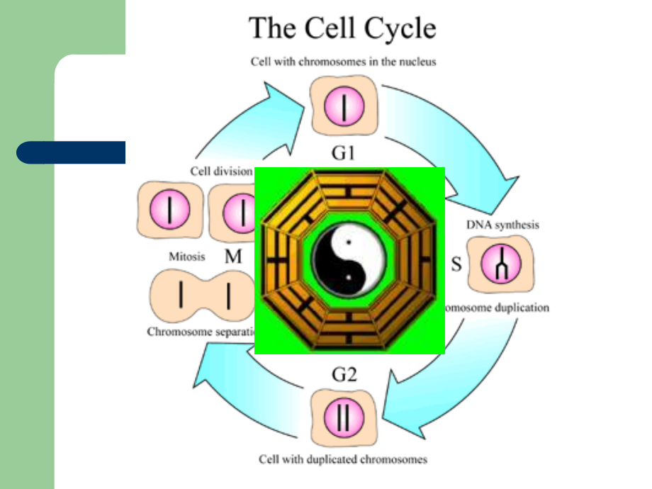 细胞周期调控异常_第2页