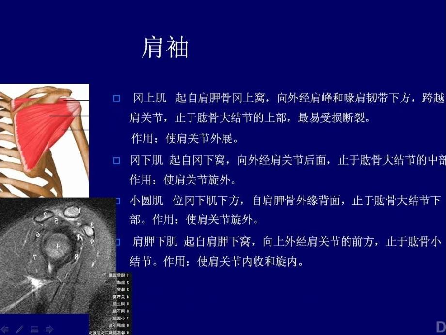 肩关节MRI影像诊断_第4页