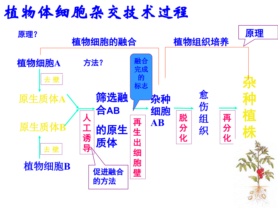 动物体细胞杂交技术过程1_第2页