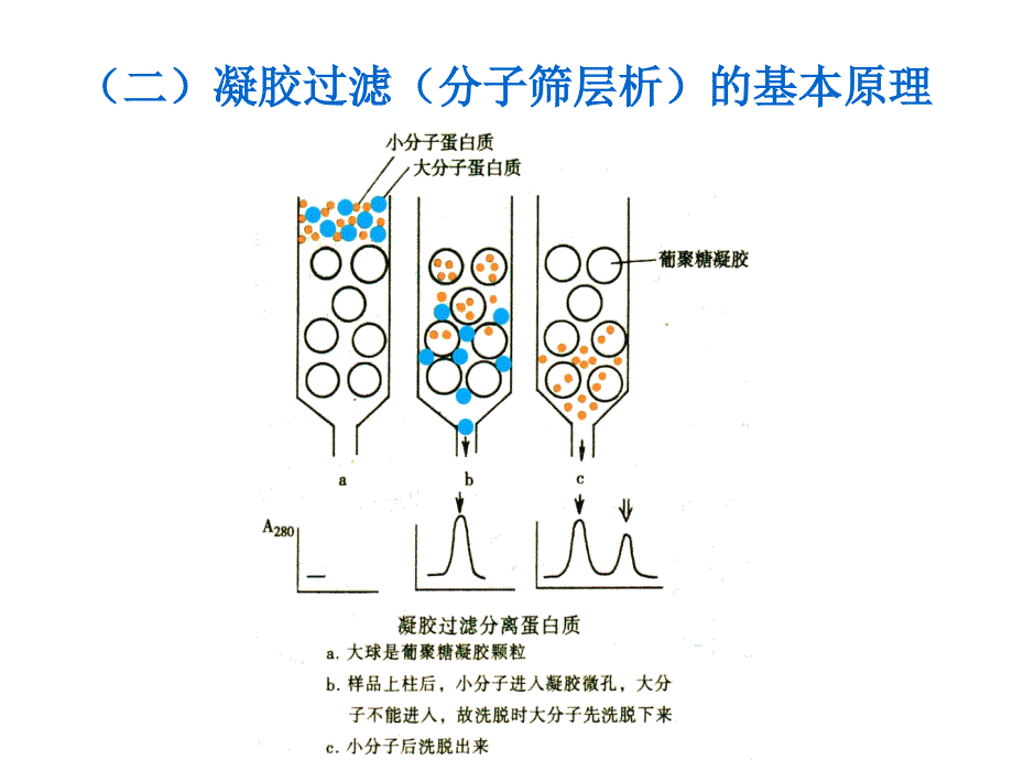 鸡卵类粘蛋白的制备及活力测定_第4页