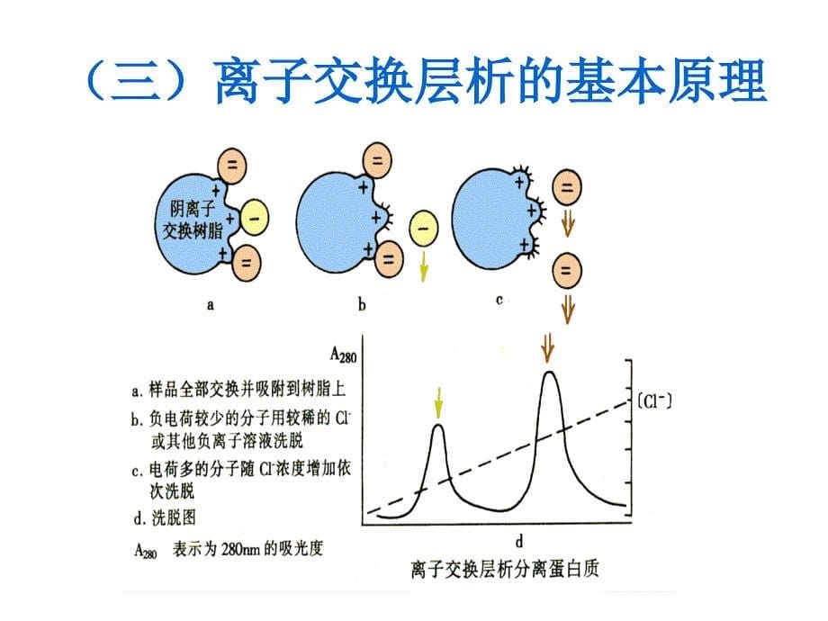 鸡卵类粘蛋白的制备及活力测定_第5页