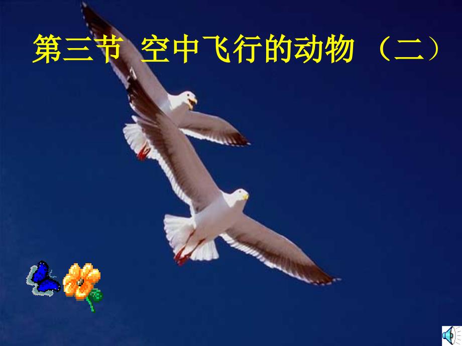 中学课件 空中飞行的动物_第1页