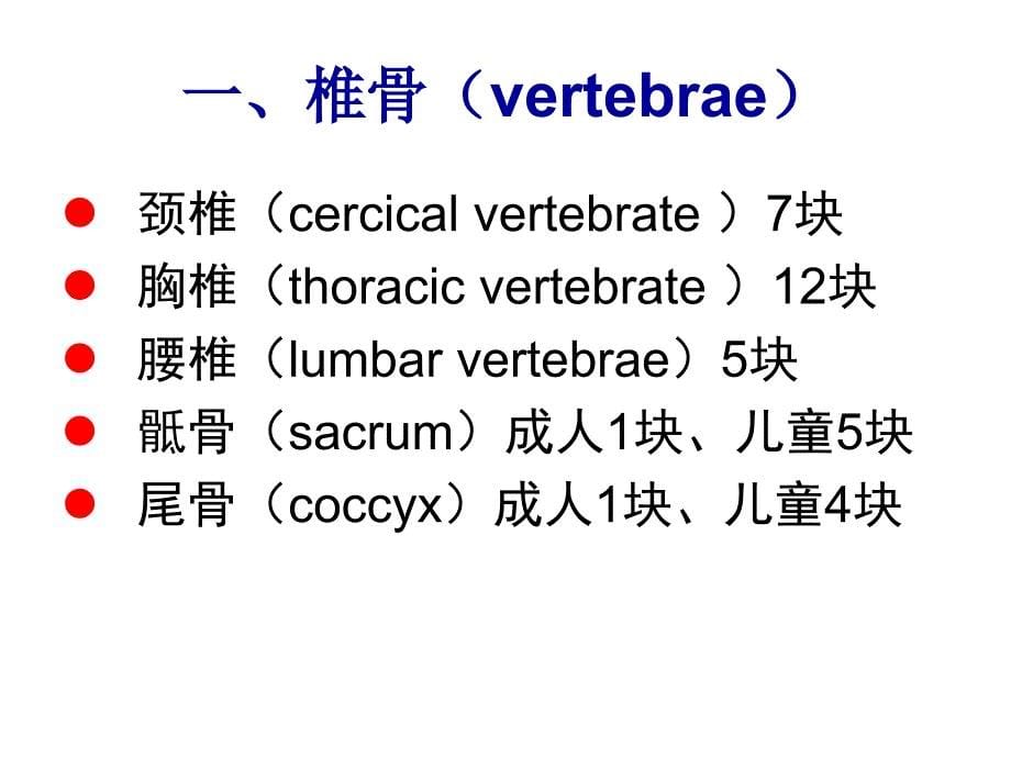 解剖学运动系统_第5页