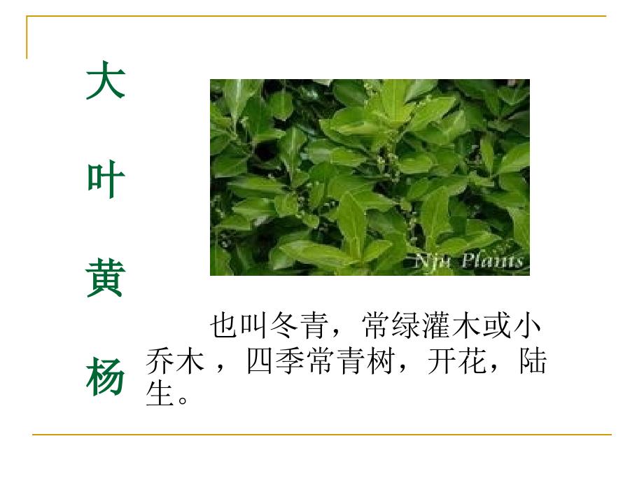 多种多样的植物_第4页